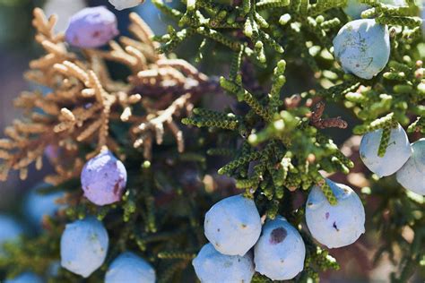 juniper berries smell.